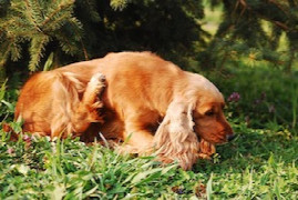 atopische-dermatitis-beim-hund.jpeg