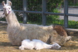 alpakas-und-lamas-als-patienten-in-der-tierarztpraxis.jpeg