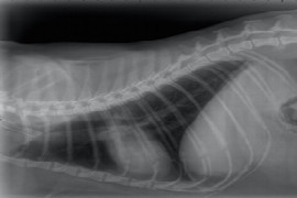 feline-cardiology-what-s-new-pussy-cat-1.jpeg
