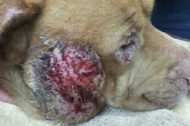 old-dogs-skin-disease.png