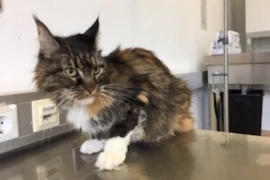 Katze Onko_300x200.jpg