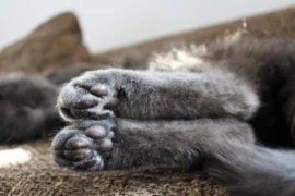 paws-5905420_960_720_300x200px.jpg