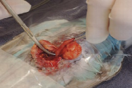 scrambled-or-poached-urogenital-disease-in-pet-birds-2.jpeg