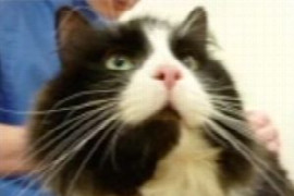 premedications-and-analgesic-considerations-in-older-dogs-and-cats-1.jpeg