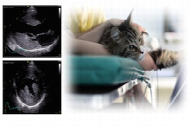 basic-echocardiography-in-practice-1.jpeg