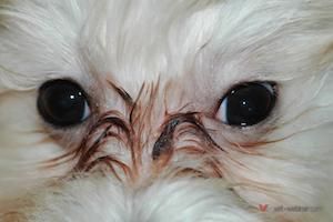 Vet Webinar Webinar Archive